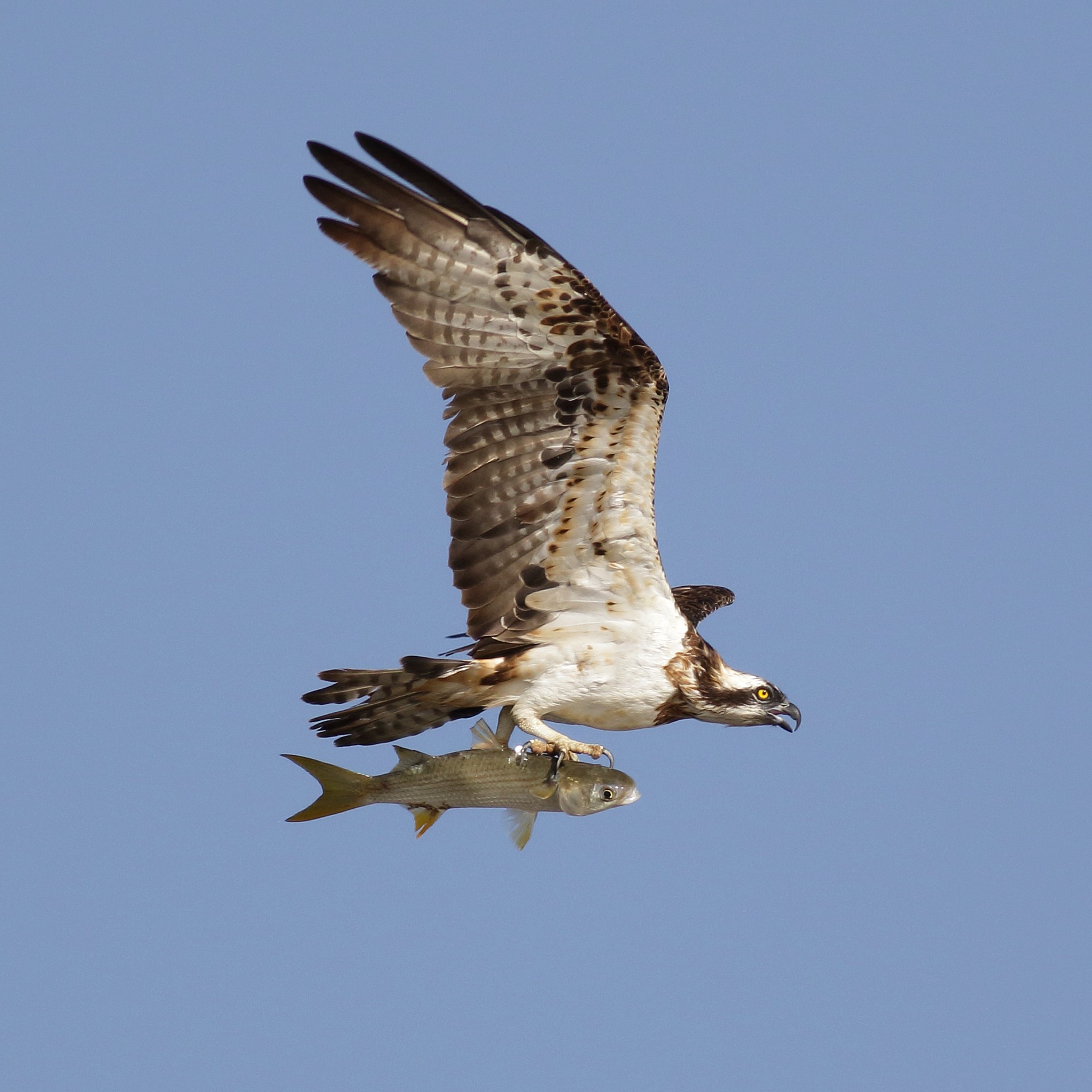 Be an Osprey expert